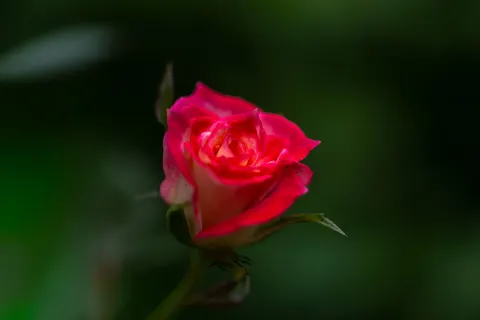 Fondo de pantalla Rosa 4K · flowers · 3840×2560