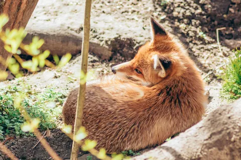 लोमड़ी 4K वॉलपेपर · animals · 3840×2560