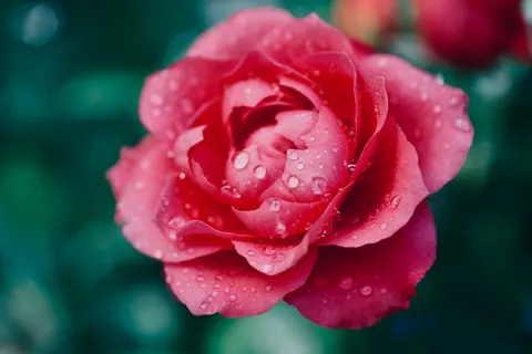Tapeta Róża 4K · flowers · 3840×2560