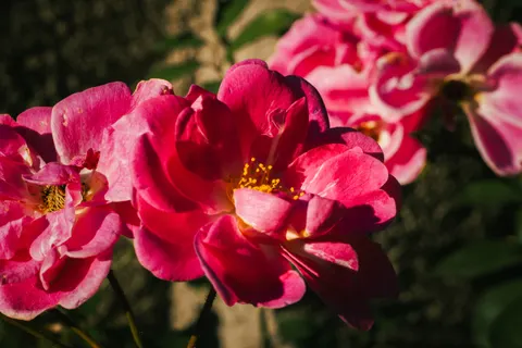 Rose 4K Wallpaper · flowers · 3840×2560