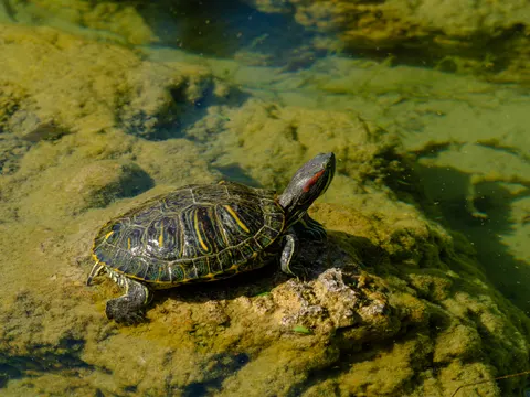 Sea Turtle 4K Wallpaper · ocean · 3840×2880