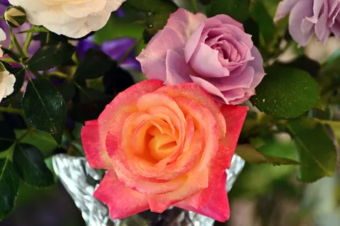 Sfondo Rosa 4K · flowers · 3840×2555
