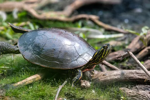 Sea Turtle 4K Wallpaper · ocean · 3840×2560