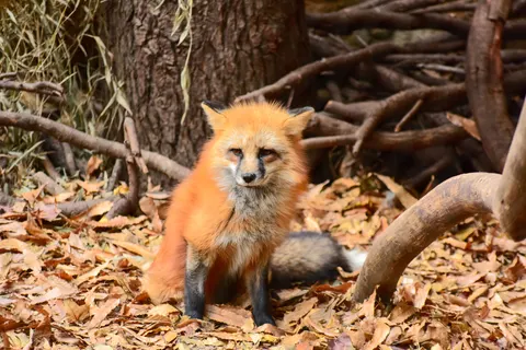 Fox 4K Wallpaper · animals · 3840×2563
