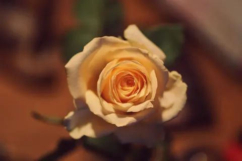 गुलाब 4K वॉलपेपर · flowers · 3840×2560