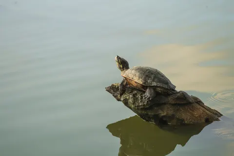 Sea Turtle 4K Wallpaper · ocean · 3840×2560