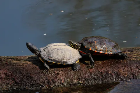 Sea Turtle 4K Wallpaper · ocean · 3840×2560