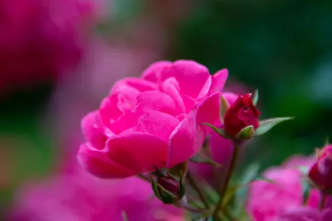 Wallpaper Bunga Mawar 4K · flowers · 3840×2560