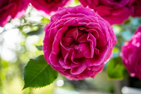 Hình nền Hoa Hồng 4K · flowers · 3840×2560