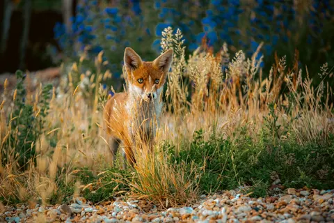 लोमड़ी 4K वॉलपेपर · animals · 3840×2563