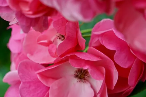Wallpaper Bunga Mawar 4K · flowers · 3840×2560