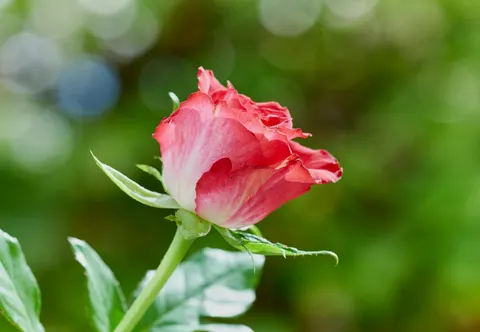 Rose 4K Wallpaper · flowers · 3840×2656