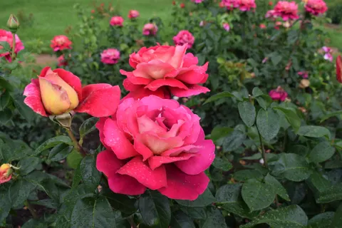 Sfondo Rosa 4K · flowers · 3840×2560