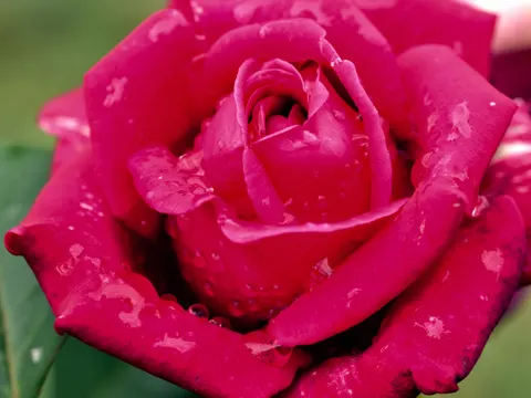 Rose 4K Wallpaper · flowers · 3840×2880