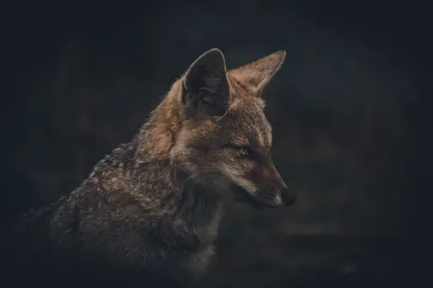 Fox 4K Wallpaper · animals · 3840×2560