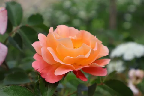 Rose 4K Wallpaper · flowers · 3840×2560