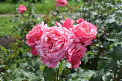 Rose 4K Wallpaper · flowers · 3840×2560