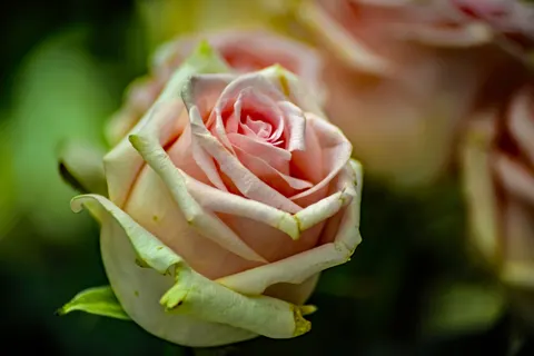 Sfondo Rosa 4K · flowers · 3840×2563