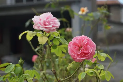 Wallpaper Bunga Mawar 4K · flowers · 3840×2560