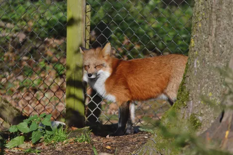 Fox 4K Wallpaper · animals · 3840×2553