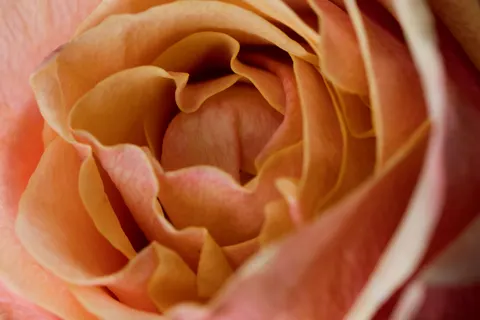 خلفية وردة بدقة 4K · flowers · 3840×2560