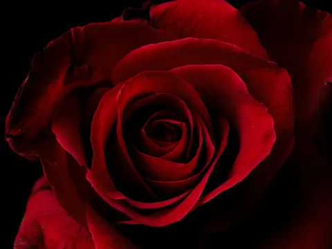 Tapeta Róża 4K · flowers · 3840×2880