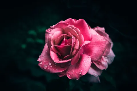 Sfondo Rosa 4K · flowers · 3840×2560