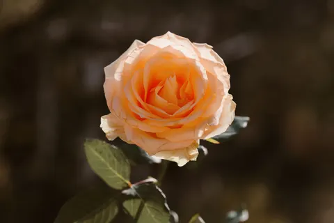 Tapeta Róża 4K · flowers · 3840×2560