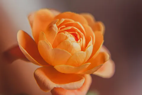 장미 4K 배경화면 · flowers · 3840×2560