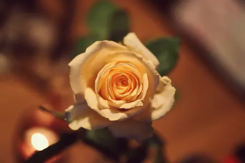 Fond d'écran Rose 4K · flowers · 3840×2560