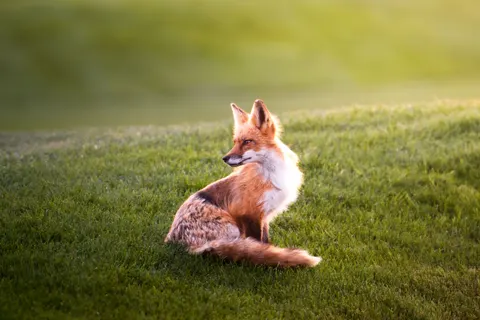 Fox 4K Wallpaper · animals · 3840×2560