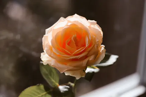 Sfondo Rosa 4K · flowers · 3840×2560