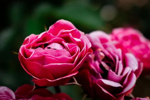 Rose 4K Hintergrundbild · flowers · 3840×2560