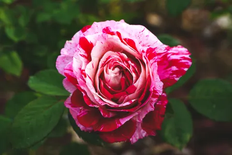 Rose 4K Wallpaper · flowers · 3840×2561