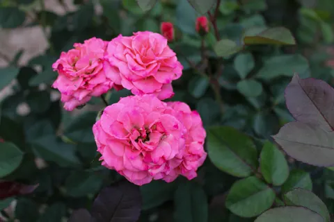 Rose 4K Hintergrundbild · flowers · 3840×2560