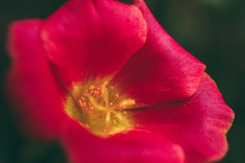 Tapeta Róża 4K · flowers · 3840×2560