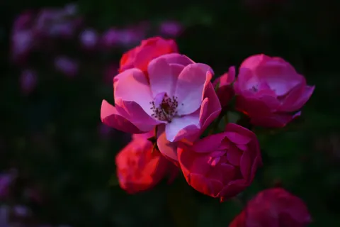 Tapeta Róża 4K · flowers · 3840×2560
