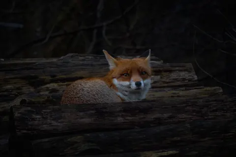 Fox 4K Wallpaper · animals · 3840×2560