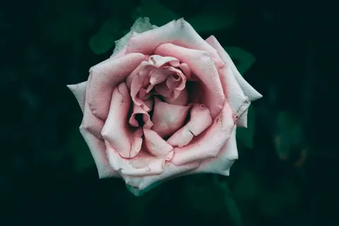 Sfondo Rosa 4K · flowers · 3840×2560
