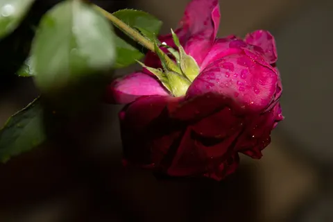 Sfondo Rosa 4K · flowers · 3840×2560
