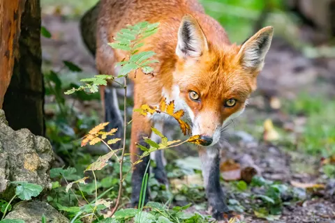 Fox 4K Wallpaper · animals · 3840×2560