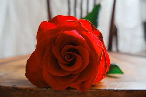 Rose 4K Wallpaper · flowers · 3840×2560