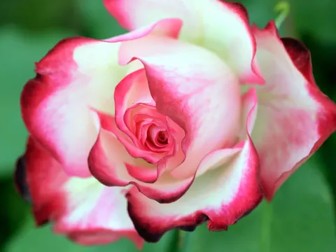 Rose 4K Wallpaper · flowers · 3840×2881