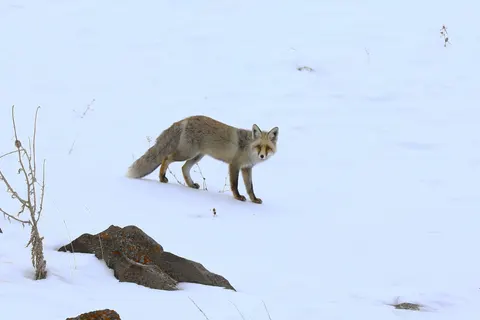 Fox 4K Wallpaper · animals · 3840×2560