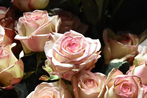 玫瑰 4K桌布 · flowers · 3840×2560