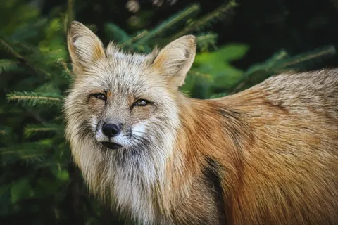 Fox 4K Wallpaper · animals · 3840×2560