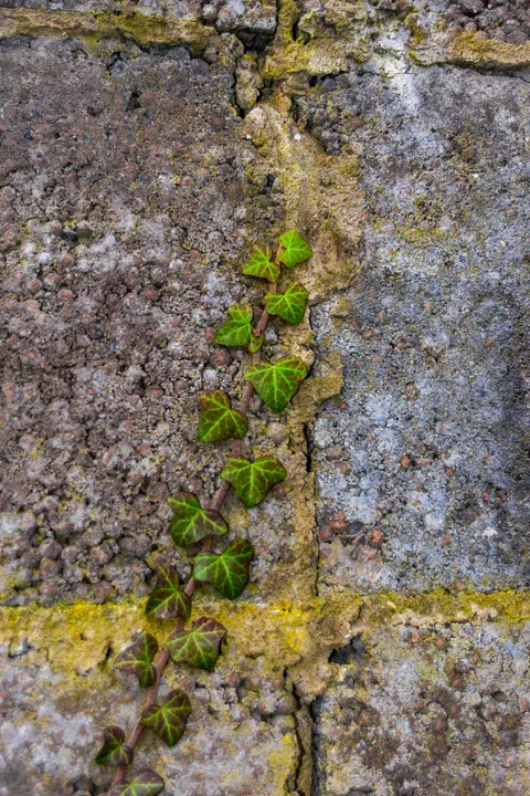 Stone Wall Phone Wallpaper · marble · 1440×2160