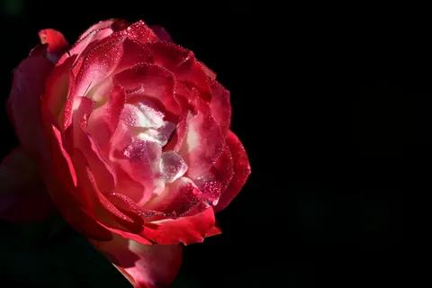 Wallpaper Bunga Mawar 4K · flowers · 3840×2560