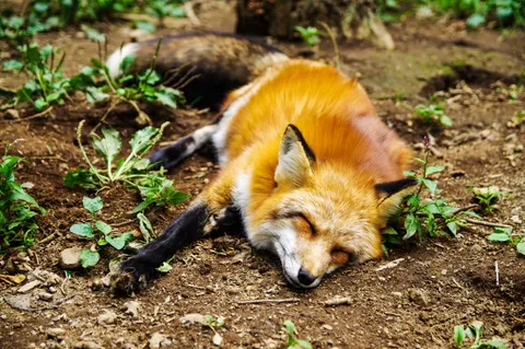 Fox 4K Wallpaper · animals · 3840×2553