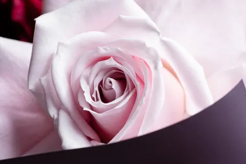 Tapeta Róża 4K · flowers · 3840×2560